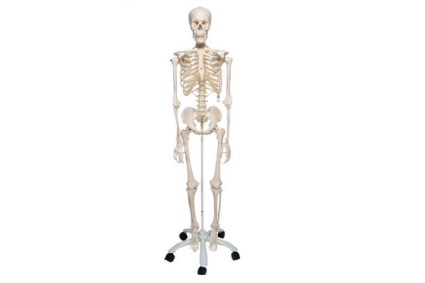 model szkieletu człowieka standard - 3b smart anatomy kat.1020171 a10 3b scientific modele anatomiczne 2